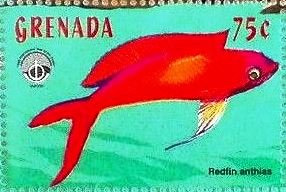 Colnect-4581-510-Redfin-anthias.jpg