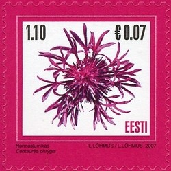 Colnect-420-740-Wig-Knapweed.jpg