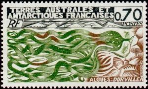 Colnect-886-015-Durvillea.jpg