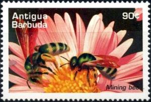 Colnect-4116-732-Mining-bee.jpg