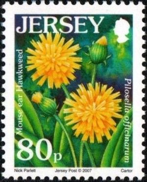 Colnect-4400-330-Hawkweed.jpg