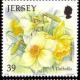 Colnect-706-733-Daffodils.jpg