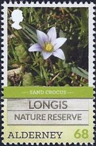 Colnect-3129-333-Sand-crocus.jpg