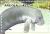 Colnect-5194-695-Manatee.jpg