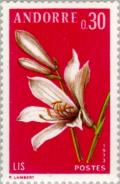 Colnect-141-898-Paradisea-liliastrum.jpg