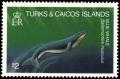 Colnect-3991-006-Balaenoptera-Musculus.jpg