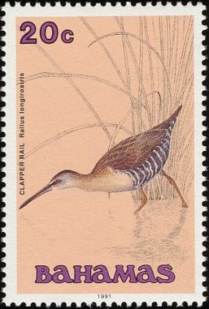 Colnect-576-821-Clapper-Rail-Rallus-longirostris-.jpg