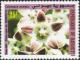 Colnect-2803-982-Calotropis-procera.jpg