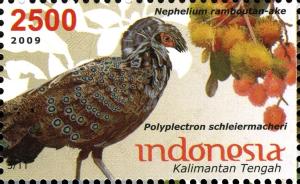 Colnect-1587-532-Bornean-Peacock-pheasant-Polyplectron-schleiermacheri-Pul.jpg