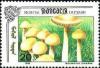 Colnect-1259-290-Marasmius-oreades.jpg