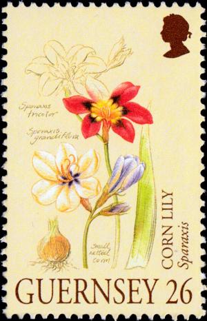Colnect-5521-247-Sparaxis---Corn-Lily.jpg