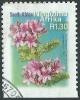 Colnect-2651-947-Pelargonium-cucullatum.jpg