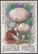 Colnect-603-640-Agaricus-campester.jpg