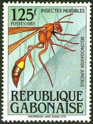 Colnect-2529-858-Paper-Wasp-Belonogaster-juncea.jpg