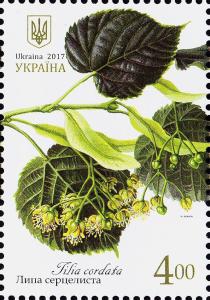 Colnect-4309-243-Small-leaved-lime-Tilia-cordata.jpg