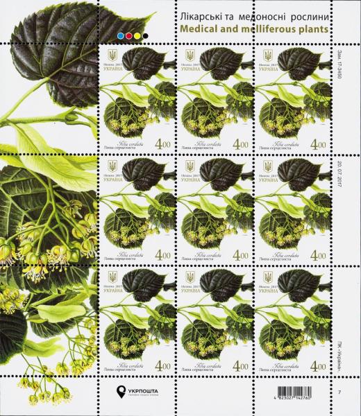 Colnect-4309-244-Small-leaved-lime-Tilia-cordata.jpg