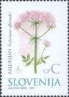 Colnect-699-046-Valerian-Valeriana-officinalis---Medicinal-Herbs.jpg