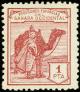 Colnect-2372-434-Dromedary-Camelus-dromedarius-Native.jpg