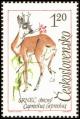 Colnect-441-119-Roe-Deer-Capreolus-capreolus-Male.jpg