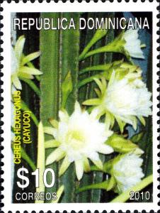 Colnect-1611-155-Cereus-hexagonus.jpg