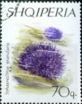 Colnect-1408-283-Purple-Sea-Urchin-Sphaerechinus-granularis.jpg