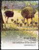 Colnect-774-484-Ostrich-Struthio-camelus.jpg