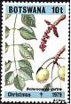 Colnect-1753-355-Sclerocarya-caffra.jpg