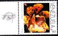 Colnect-2995-819-Scuticaria-steelei.jpg