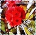 Colnect-3410-589-Rhododendron-barbatum.jpg