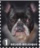 Colnect-1958-020-French-Bulldog-Canis-lupus-familiaris.jpg