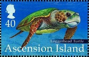 Colnect-3383-830-Loggerhead-Turtle-Caretta-caretta.jpg