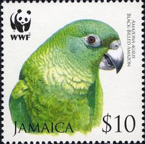 Colnect-770-808-Black-billed-Parrot-Amazona-agilis.jpg