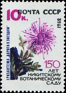 Colnect-5113-311-Chrysanthemum--Way-to-the-Stars--.jpg