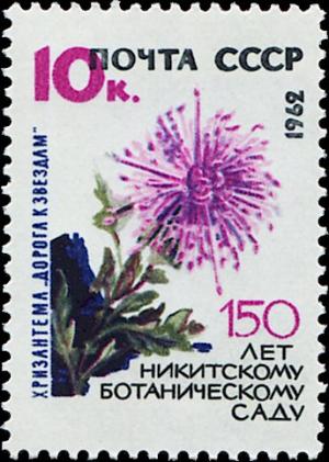 Colnect-5113-311-Chrysanthemum--Way-to-the-Stars--.jpg