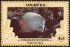Colnect-3551-924-Redtail-Butterflyfish-Chaetodon-collare.jpg