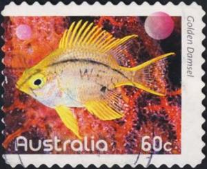 Colnect-2014-541-Golden-Damselfish-Amblyglyphidodon-aureus.jpg