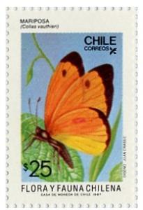 Colnect-673-894-Butterfly-Colias-vauthieri.jpg