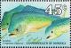 Colnect-2281-509-Common-Dolphinfish-Coryphaena-hippurus.jpg
