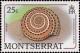 Colnect-2757-438-Common-Sundial-Architectonica-nobilis.jpg