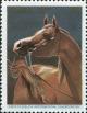 Colnect-5517-361-Darkbrown-Arabian-Horse-Equus-ferus-caballus.jpg