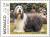 Colnect-149-411-Rough-Collie-Canis-lupus-familiaris.jpg