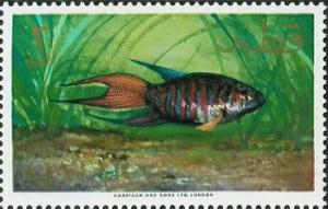 Colnect-2175-226-Paradise-Fish-Macropodus-opercularis.jpg