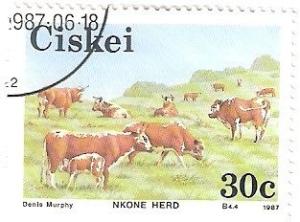 Colnect-2797-725-Nkone-Cattle-Bos-primigenius-taurus.jpg