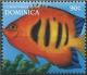 Colnect-3206-753-Flame-Angelfish-Centropyge-loriculus.jpg