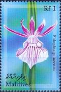 Colnect-3659-763-Eulophia-guineensis.jpg