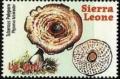 Colnect-4484-730-Polyporus-tuberaster.jpg
