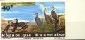 Colnect-1445-713-Long-tailed-Cormorant-Phalacrocorax-africanus.jpg