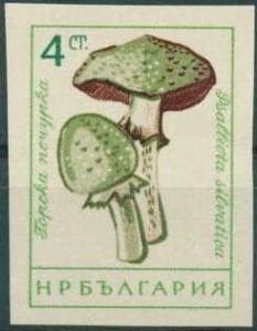 Colnect-1668-915-Small-blood-mushroom-Agaricus-silvaticus.jpg