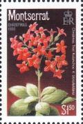 Colnect-3353-236-Kalanchoe-blossfeldiana.jpg