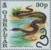 Colnect-3242-647-Viperine-Snake-Natrix-maura.jpg